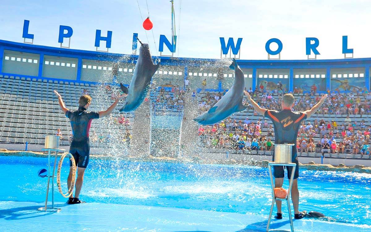 Spectacle Dauphins Hurghada Dream 1